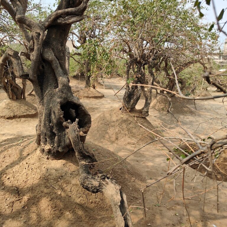 trees of nidhivan