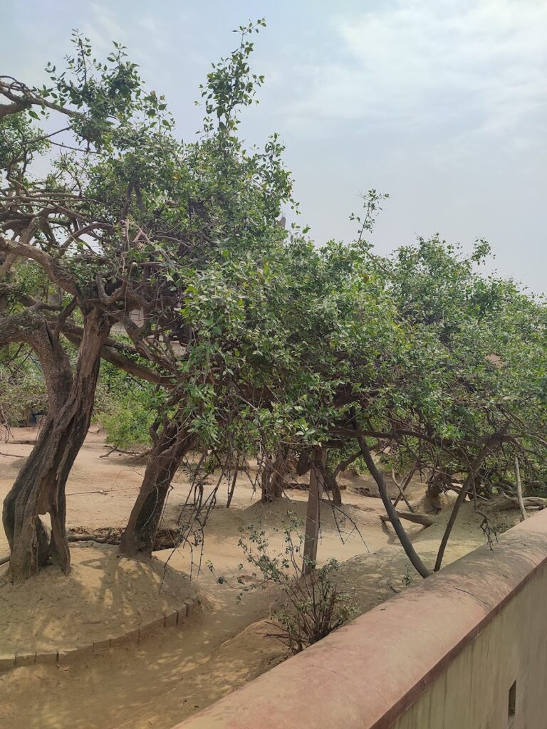 trees of nidhivan