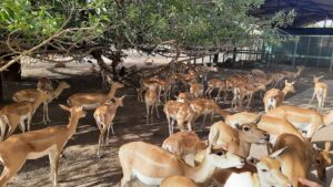 Raman Reti, Gokul - Timing, About, History, Photos, info