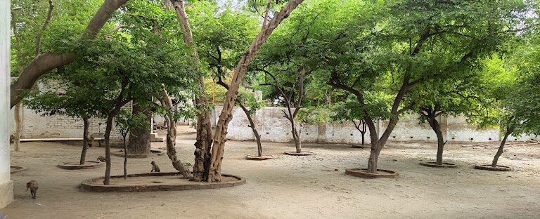 forrest in tatiya sthan