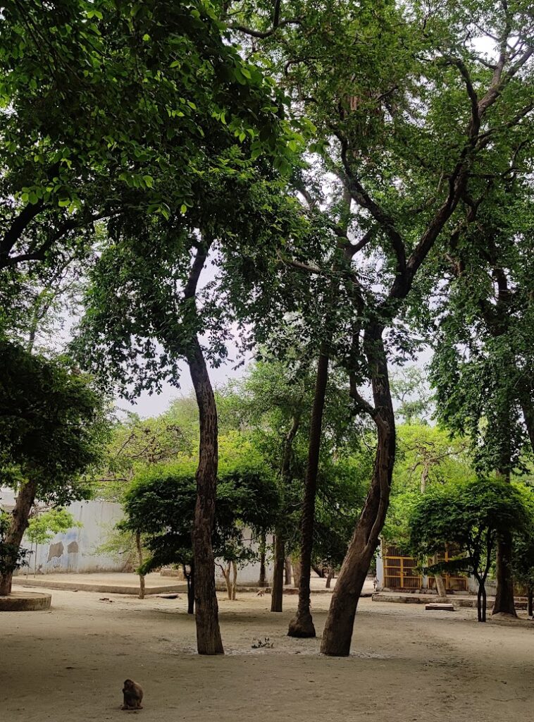 trees in tatiya sthan