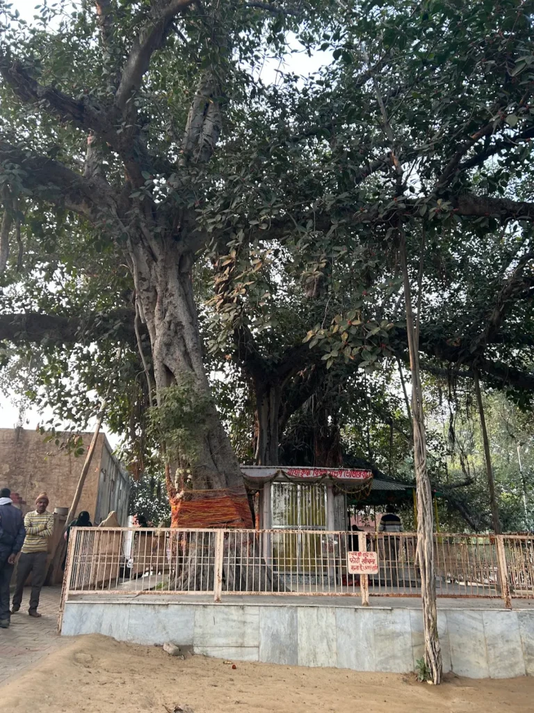 banyan tree at bhandirvan